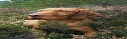 Hungarian Vizsla dogs for sale: Hungarian wirehaired vizsla pups for sale - Advert 5