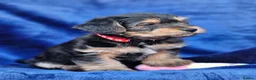 Jack Russell dogs for sale: Beautiful Litter of Jack Russell Puppies  - Advert 14