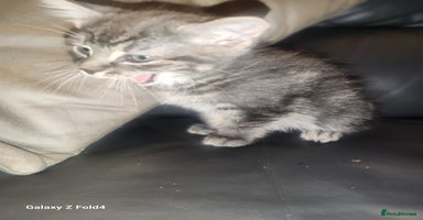 Mixed Breed cats - Advert 3