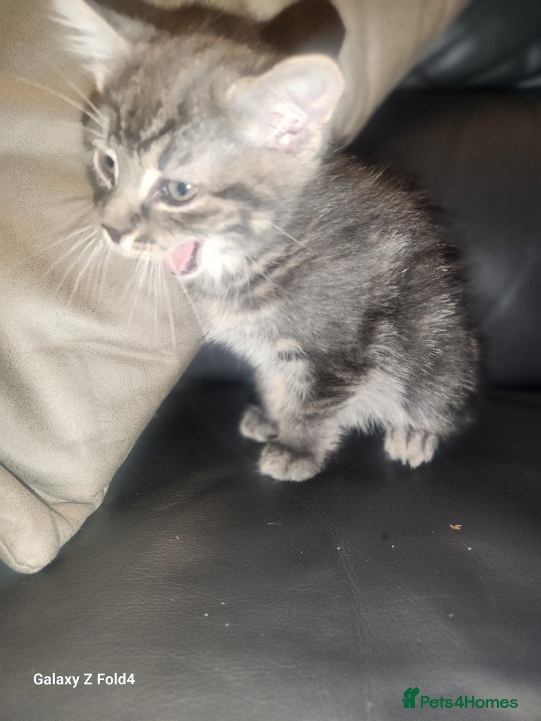 Mixed Breed cats for sale: Little grey kitten - Image 3