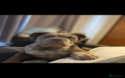 English Bulldog dogs for sale: Rufus - Image 3