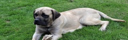 Mastiff dogs for sale: KC registered English Mastiff girls  - Advert 2