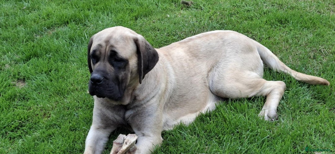 Mastiff dogs for sale: KC registered English Mastiff girls  - Advert 2
