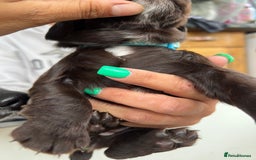 Sprocker dogs for sale: Chocolate sprocker spaniel puppies  - Image 3