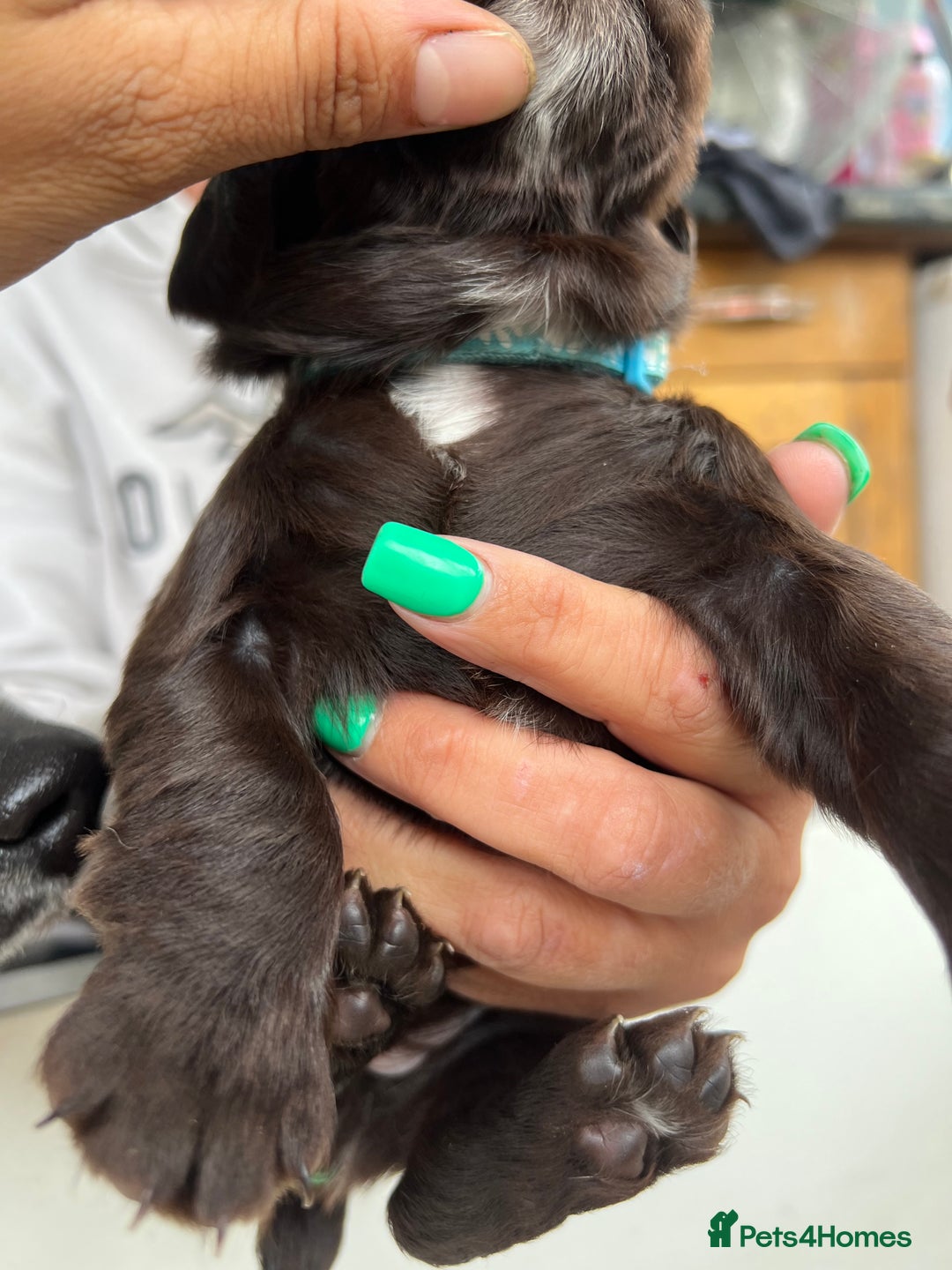 Sprocker dogs for sale: Chocolate sprocker spaniel puppies  - Image 3