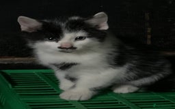 British Shorthair cats for sale: Farm kittens well socialised  - Image 6