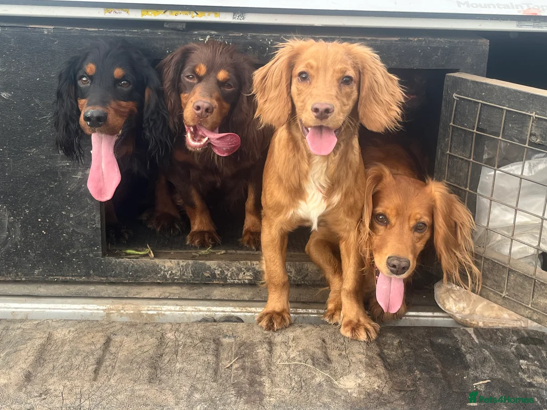 Cocker Spaniel dogs for stud: Champion Cocker Spaniel Studs in Darlington - Advert 2