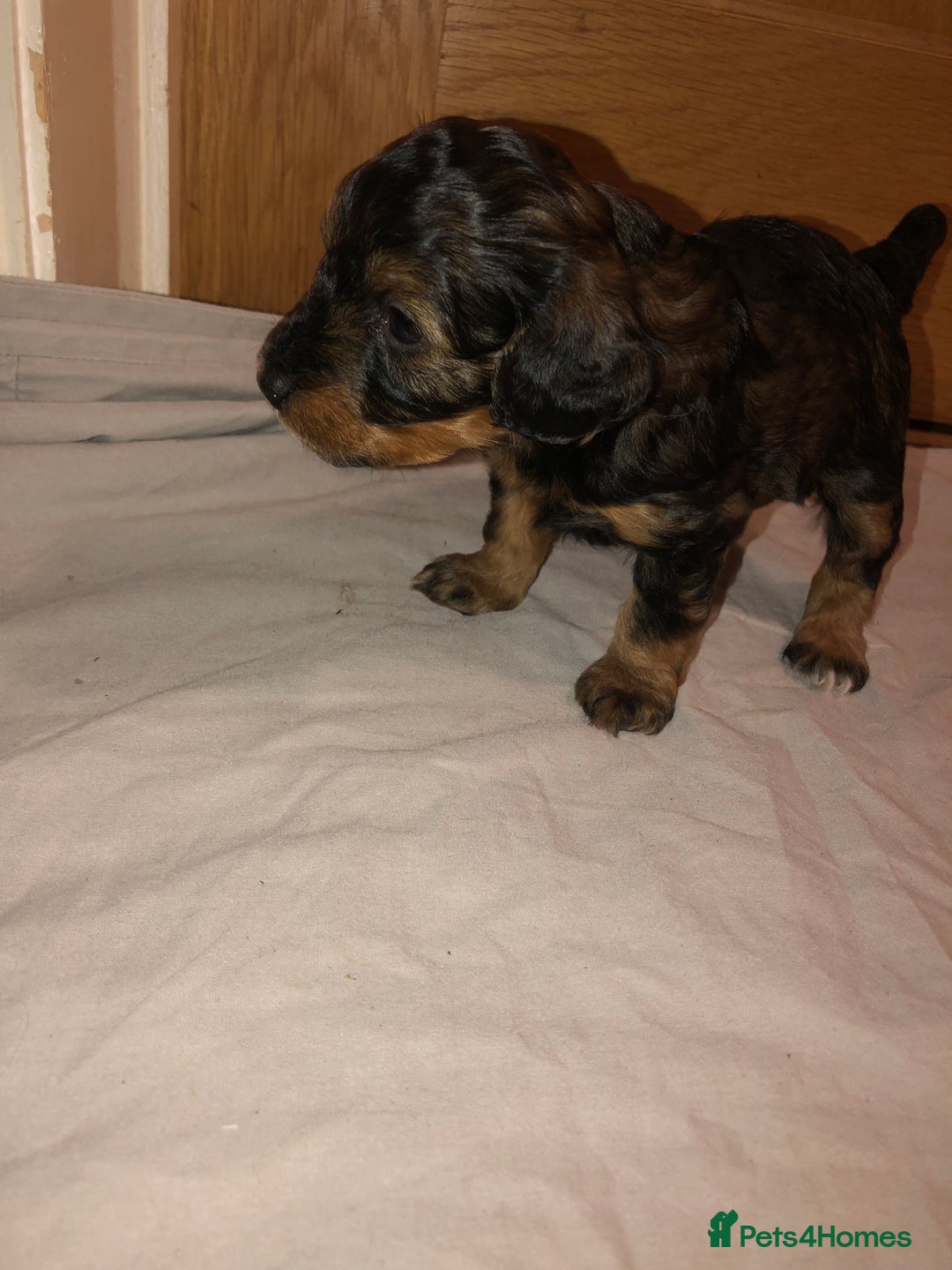 Cockapoo dogs for sale: Cockapoo puppies  - Advert 16