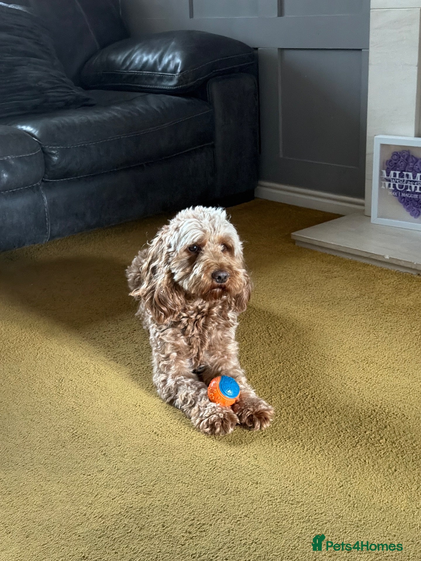 Cockapoo dogs Wanted cockapoo stud - Advert 9