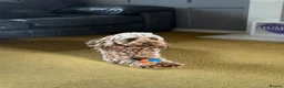 Cockapoo dogs for stud: Wanted cockapoo stud in Stockton-on-Tees - Advert 1