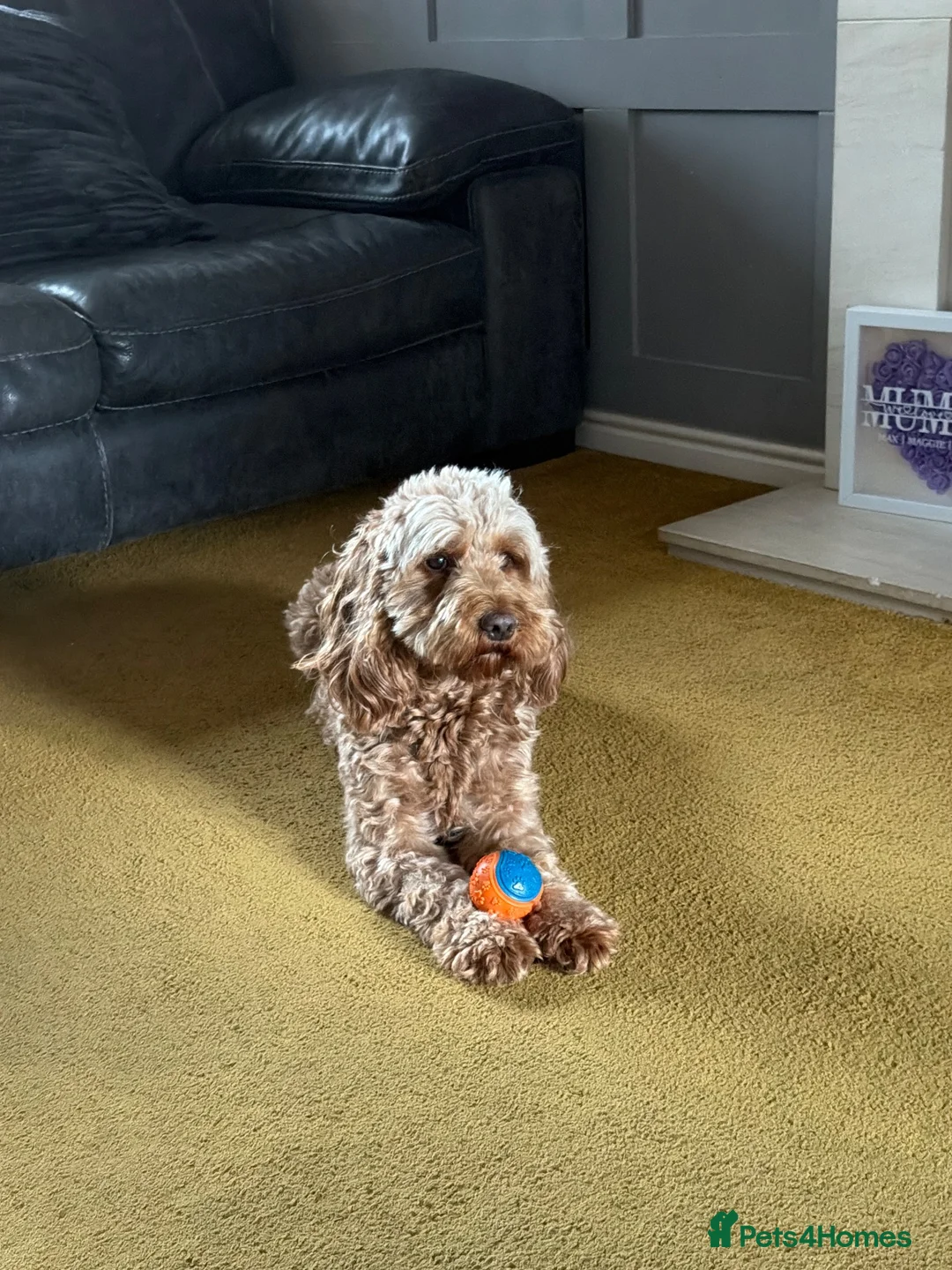 Cockapoo dogs for stud: Wanted cockapoo stud in Stockton-on-Tees - Advert 1