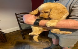 Cocker Spaniel dogs for sale: Stunning Working Cocker Spaniel Puppies - Image 25