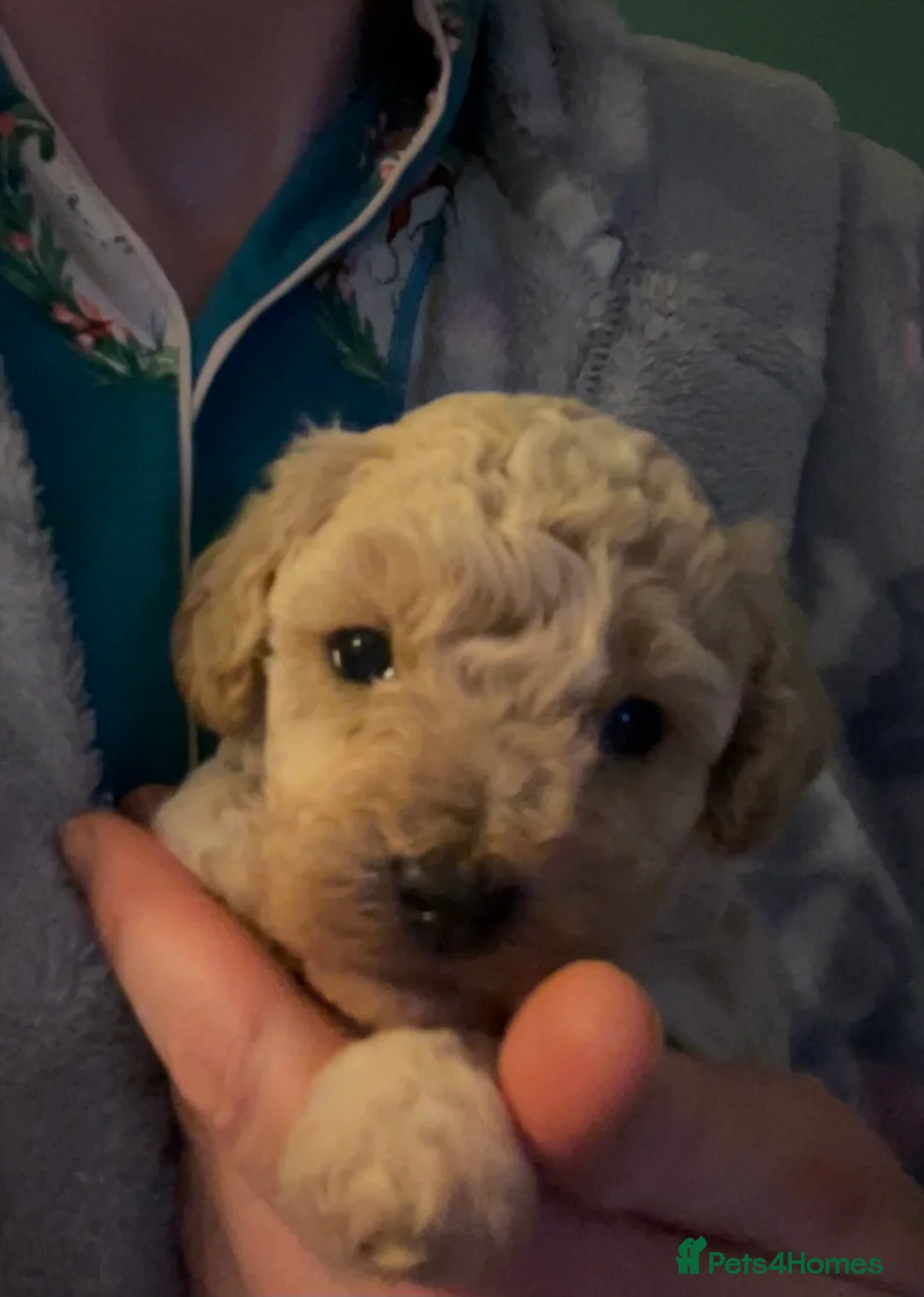 Maltipoo dogs for sale: Merle. Champagne, black pups Fully health tested in Newton Abbot - Advert 4