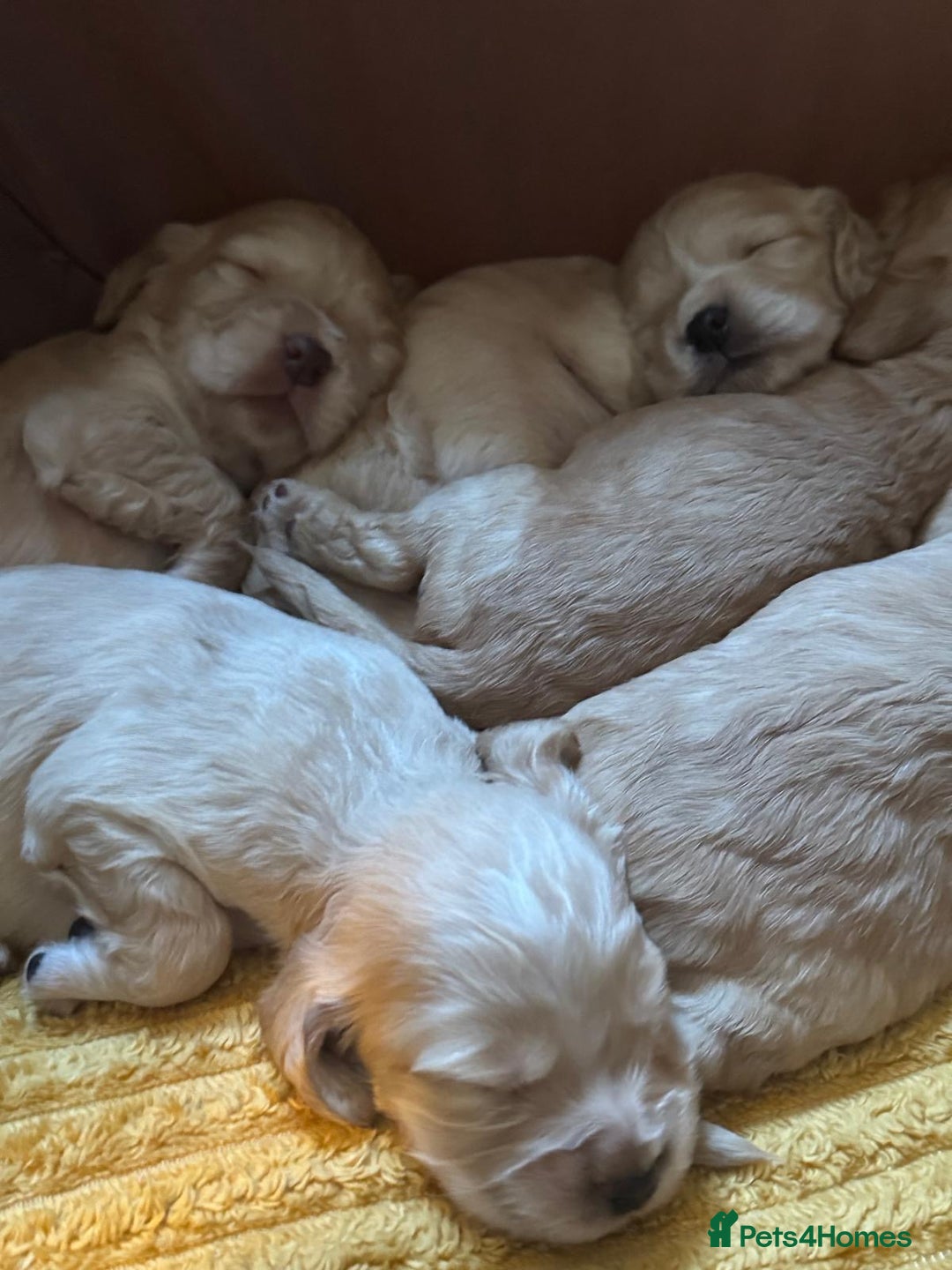 Cocker Spaniel dogs for sale: 7 gorgeous little cocker spaniel pups - Advert 3