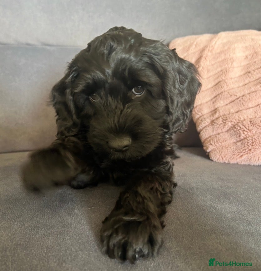 Cockapoo dogs Cockapoos - 1 available  - Advert 4