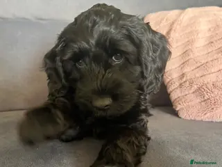 Cockapoo dogs Cockapoos - 1 available - Advert 4