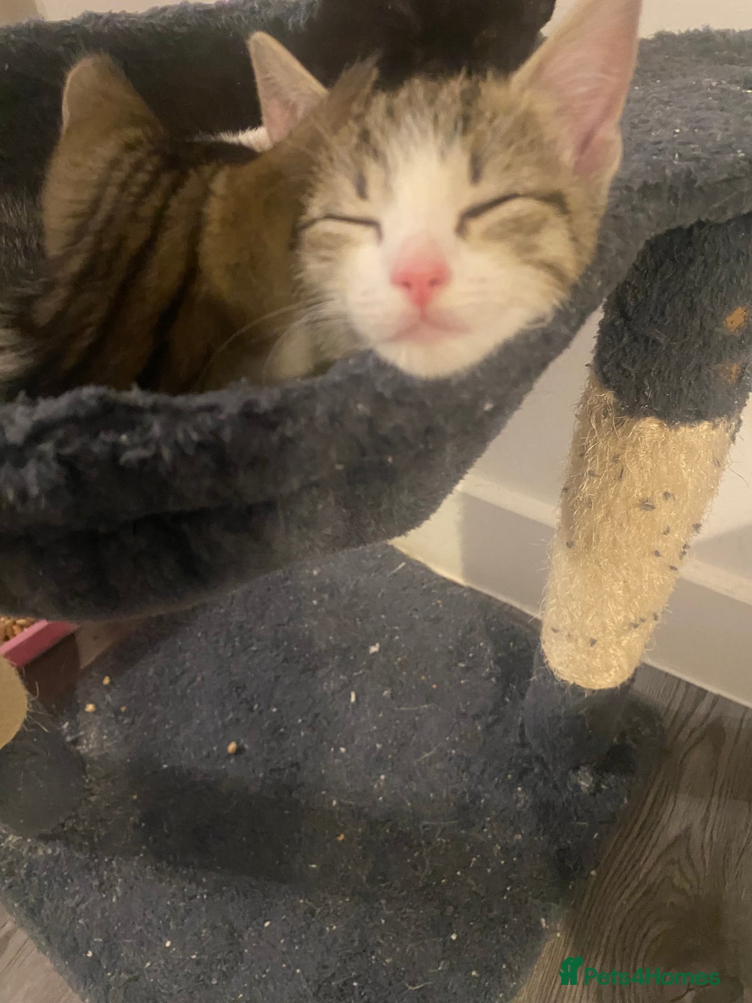 Mixed Breed cats for sale: Male and female kitten for sale - Advert 2