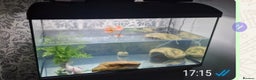 Other/Mixed Breed fish for sale: Axalotl  - Advert 2