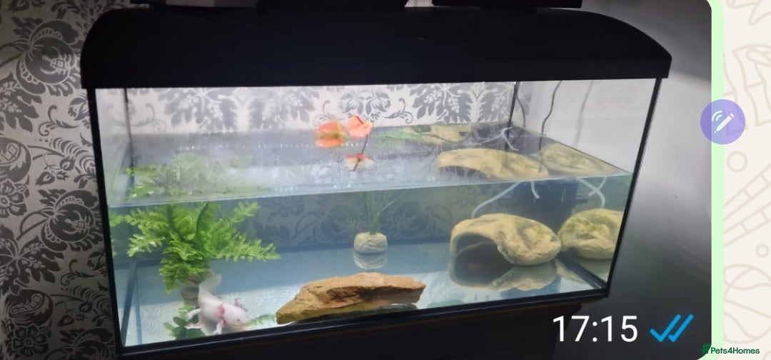 Other/Mixed Breed fish for sale: Axalotl  - Advert 2