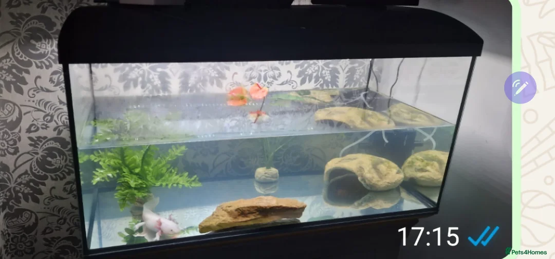 Other/Mixed Breed fish for sale: Axalotl  - Advert 2