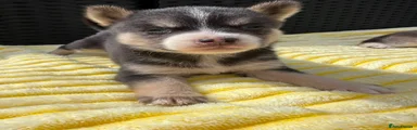 Pomsky 1