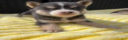 Pomsky dogs for sale: Pomsky puppys in Cardiff - Advert 10