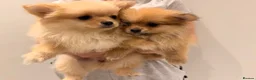 Pomeranian dogs for sale: 2 beautiful Pomeranian puppies - Advert 10