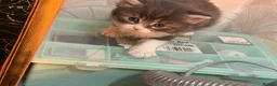 Mixed Breed cats for sale: Adorable Fluffy Kittens for Sale 6-8 in Nottingham - Advert 18