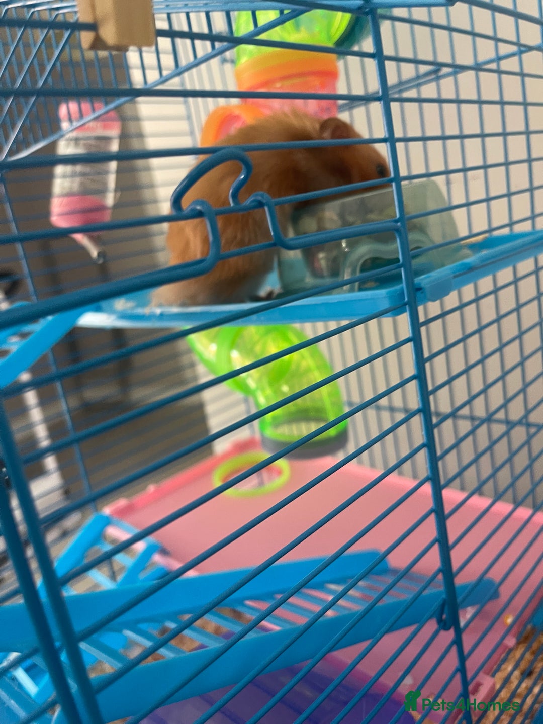 Hamster rodents for sale: Hamster and her cage  - Image 3