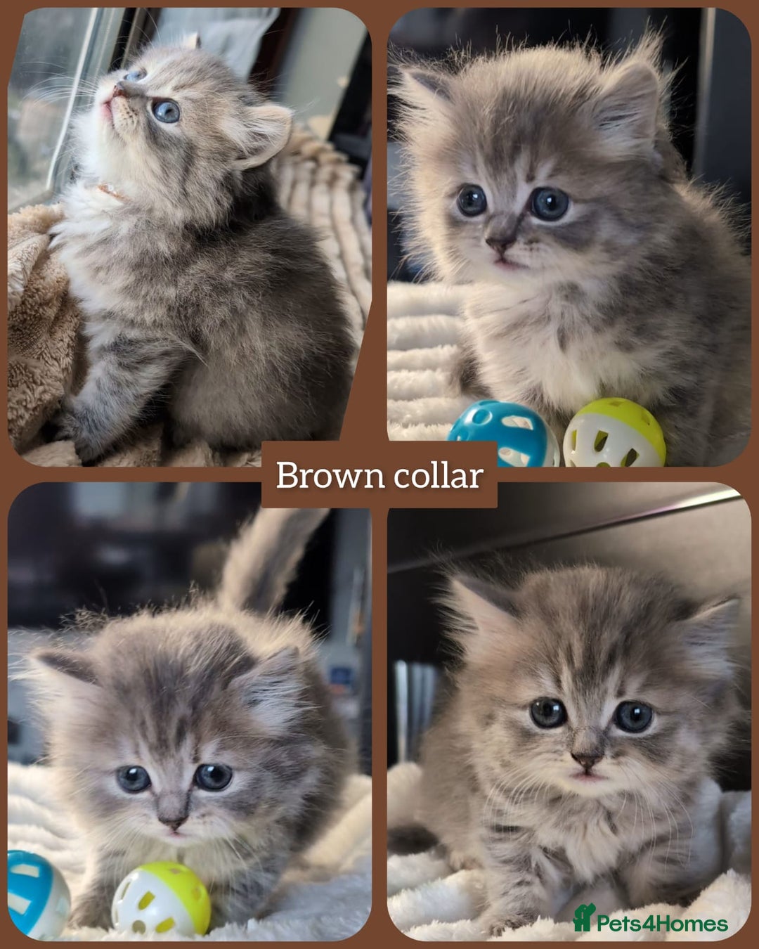 British Shorthair cats for sale: 💖💖💖BSH & BLH💫 GCCF & TICA red - Advert 10