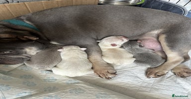 French Bulldog dogs - Advert 11