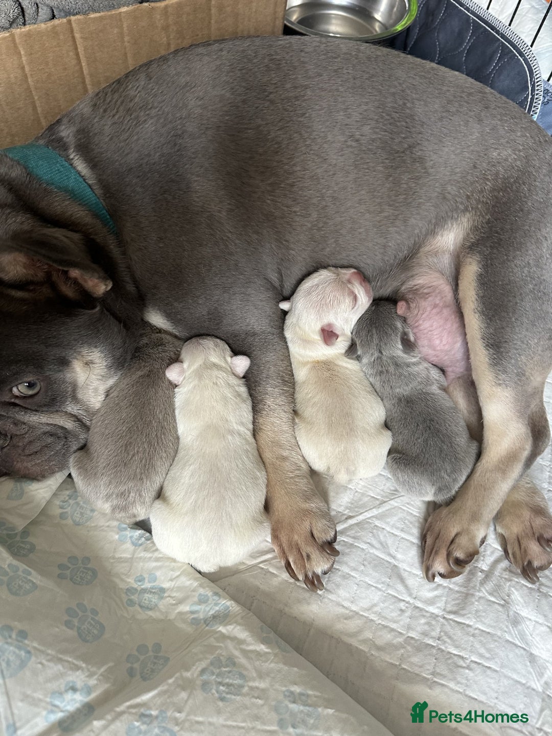 French Bulldog dogs for sale: KC registered French Bulldog puppies 4 WEEKs! - Image 2