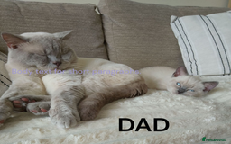 Ragdoll cats for sale: Ragdoll and BSH rare colour kittens (5 left) - Image 7