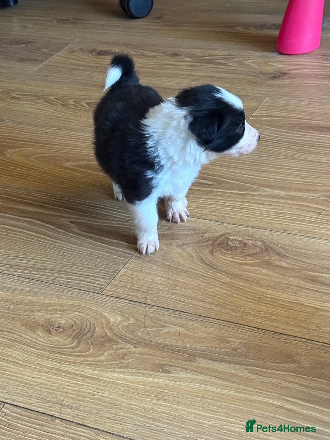 Border Collie dogs for sale: Beautiful border collie puppies available!  - Advert 3
