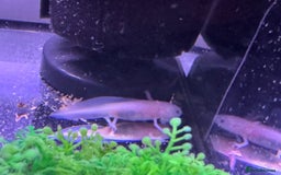 Axolotl reptiles for sale: Axolotl - Image 22