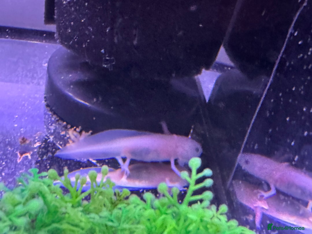 Axolotl reptiles for sale: Axolotl - Image 22