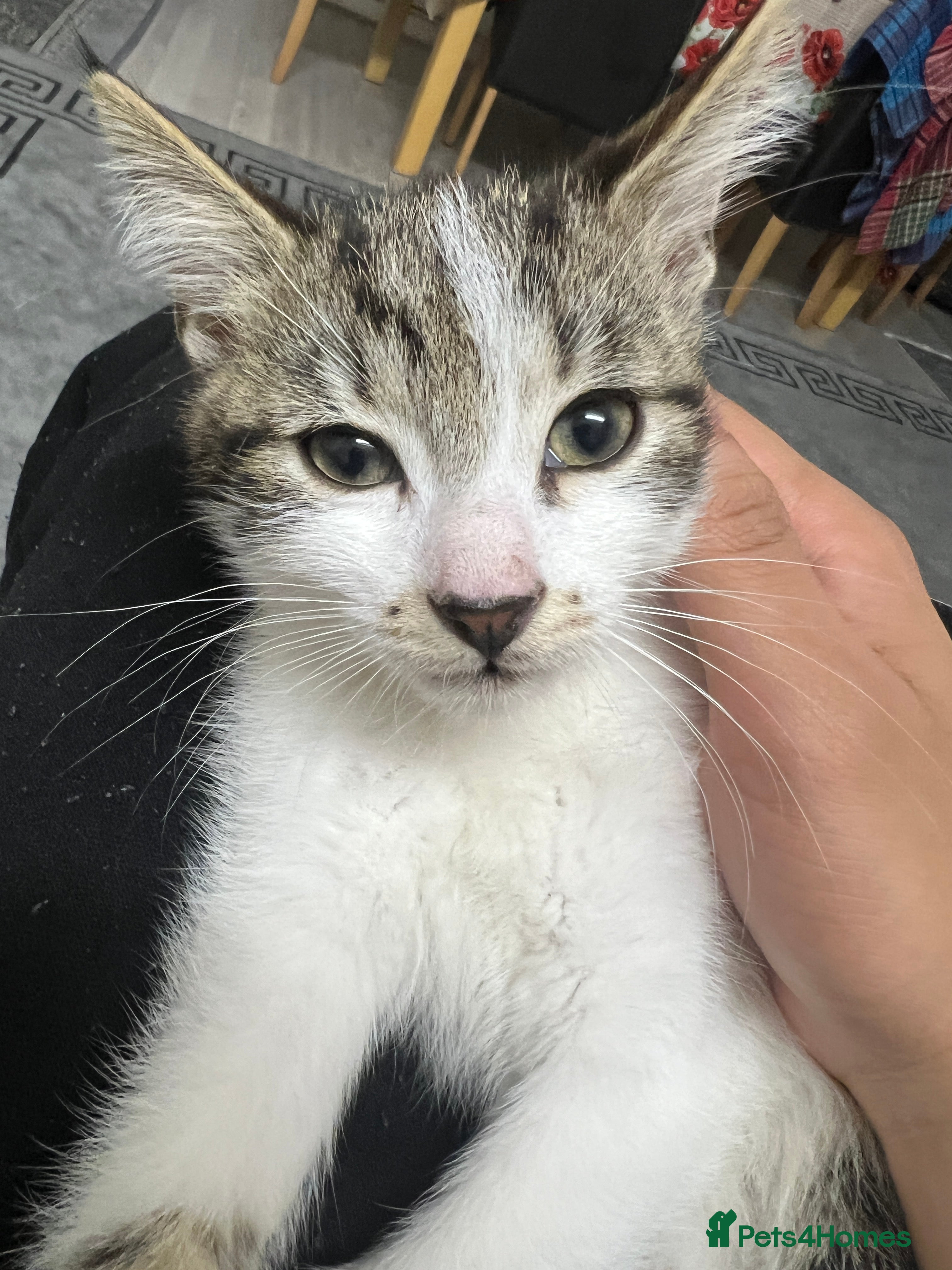 American Shorthair cats Friendly cat!! black/white cat - Advert 4