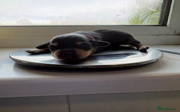 Mixed Breed dogs for sale: Doxie poo puppies - Image 30