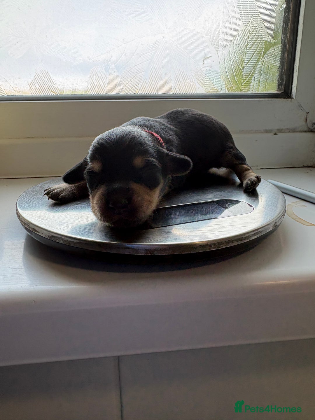 Mixed Breed dogs for sale: Doxie poo puppies - Image 30