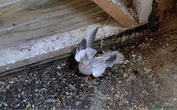 Cockatiels birds for sale: Young cockatiel for sale  - Image 2