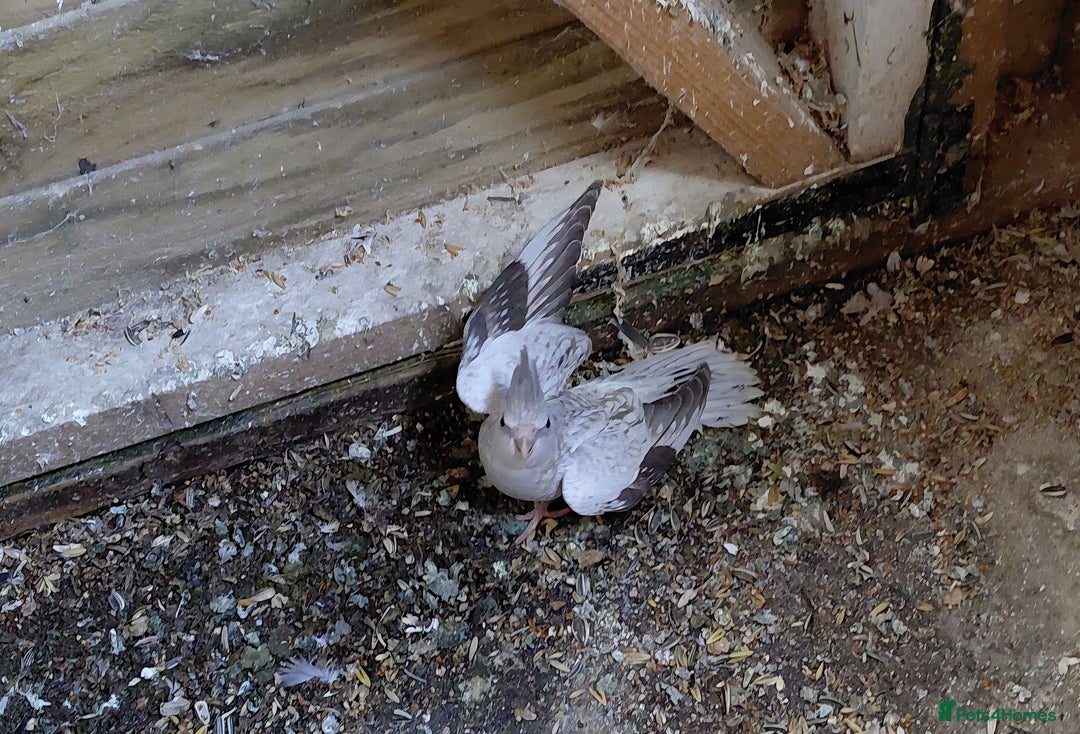 Cockatiels birds for sale: Young cockatiel for sale  - Image 2