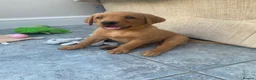 Labrador Retriever dogs for sale: 8 Stunning Fox Red & Black Labrador Puppies in Walsall - Advert 15