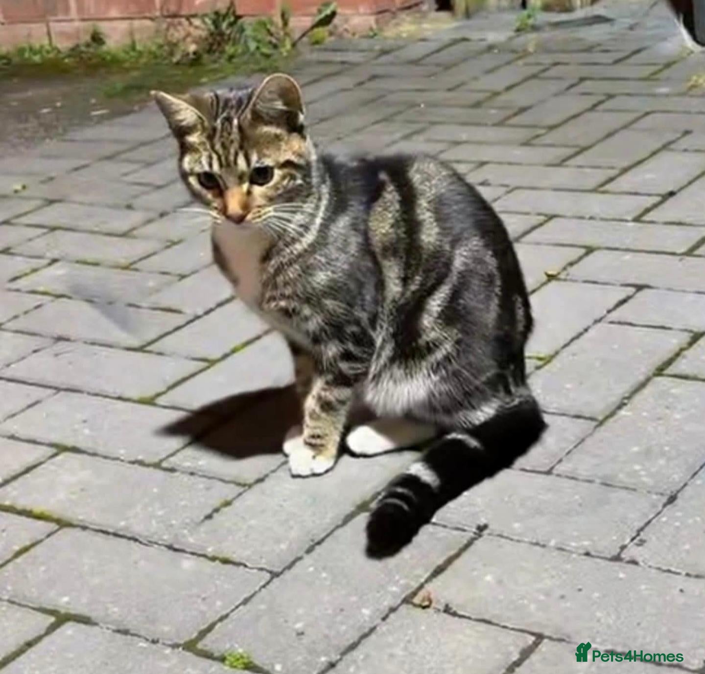 Domestic Shorthair cats 6 months old kitten - Advert 5