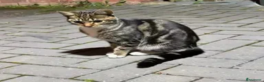 Domestic Shorthair 1