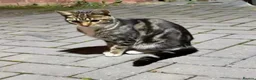 Domestic Shorthair cats for sale: 6 months old kitten in Birmingham - Advert 1