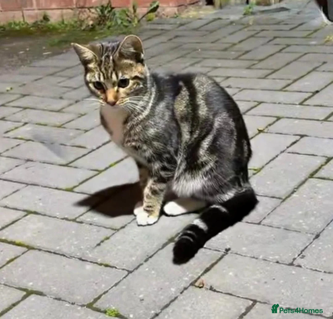 Domestic Shorthair cats for sale: 6 months old kitten in Birmingham - Advert 1