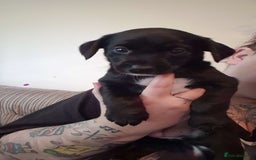 Mixed Breed dogs for sale: 4x Lab×Collie puppys - Image 8