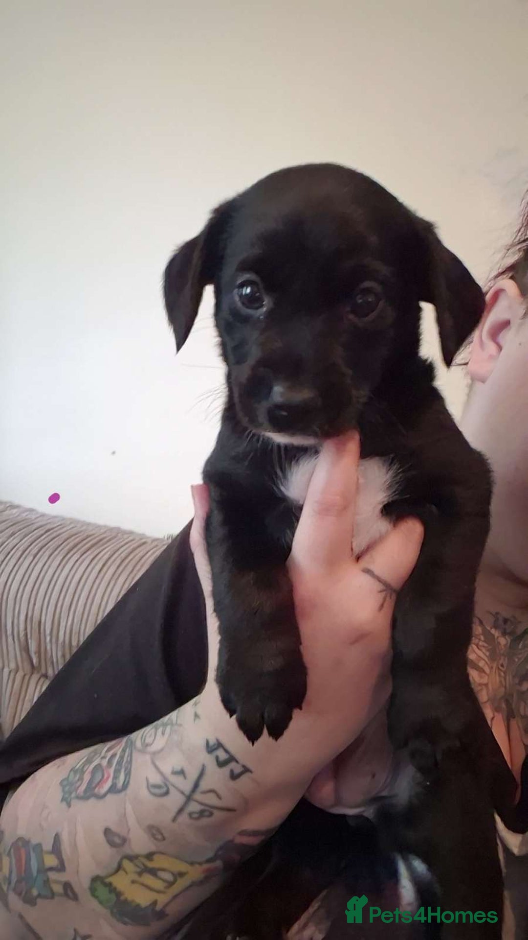 Mixed Breed dogs for sale: 4x Lab×Collie puppys - Image 8