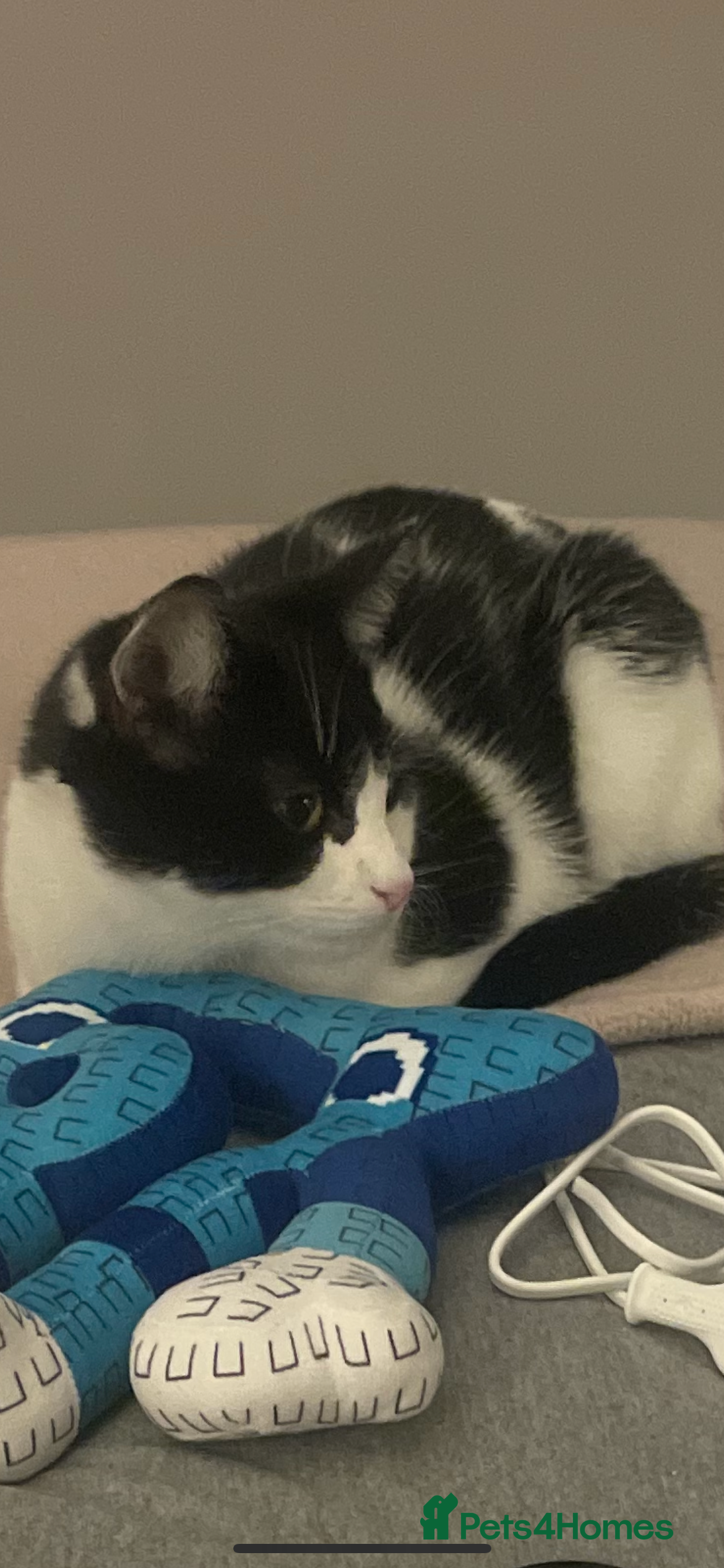 American Shorthair cats Re home cat in Birmingham - Advert 3