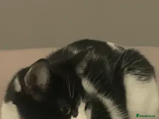 American Shorthair cats Re home cat in Birmingham - Advert 3